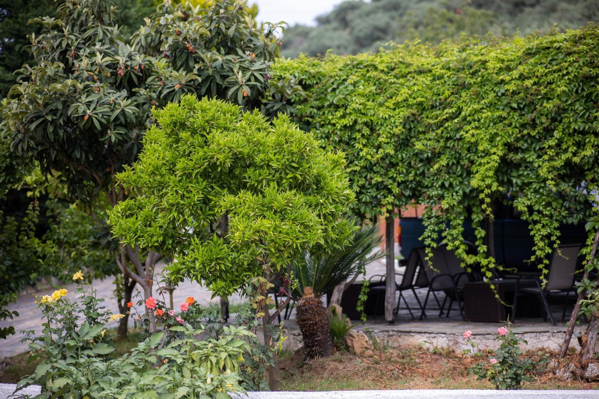 Seralis Pelion Afissos Exterior photo