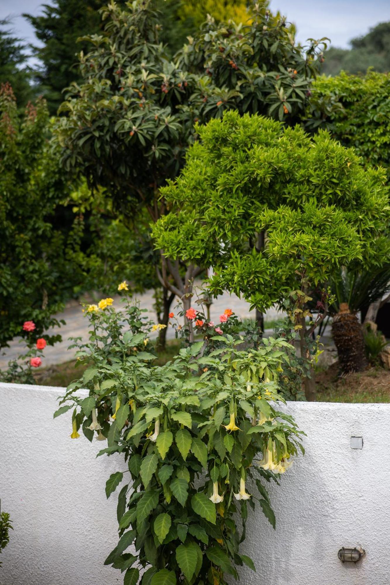 Seralis Pelion Afissos Exterior photo